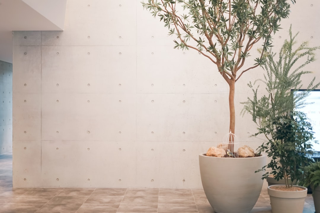 a-potted-plant-and-a-potted-tree-in-a-room-vhnjgioxrcc